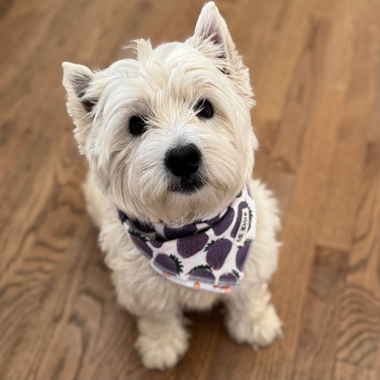 Reversible Matching Pet Scarf - Dog Bandana