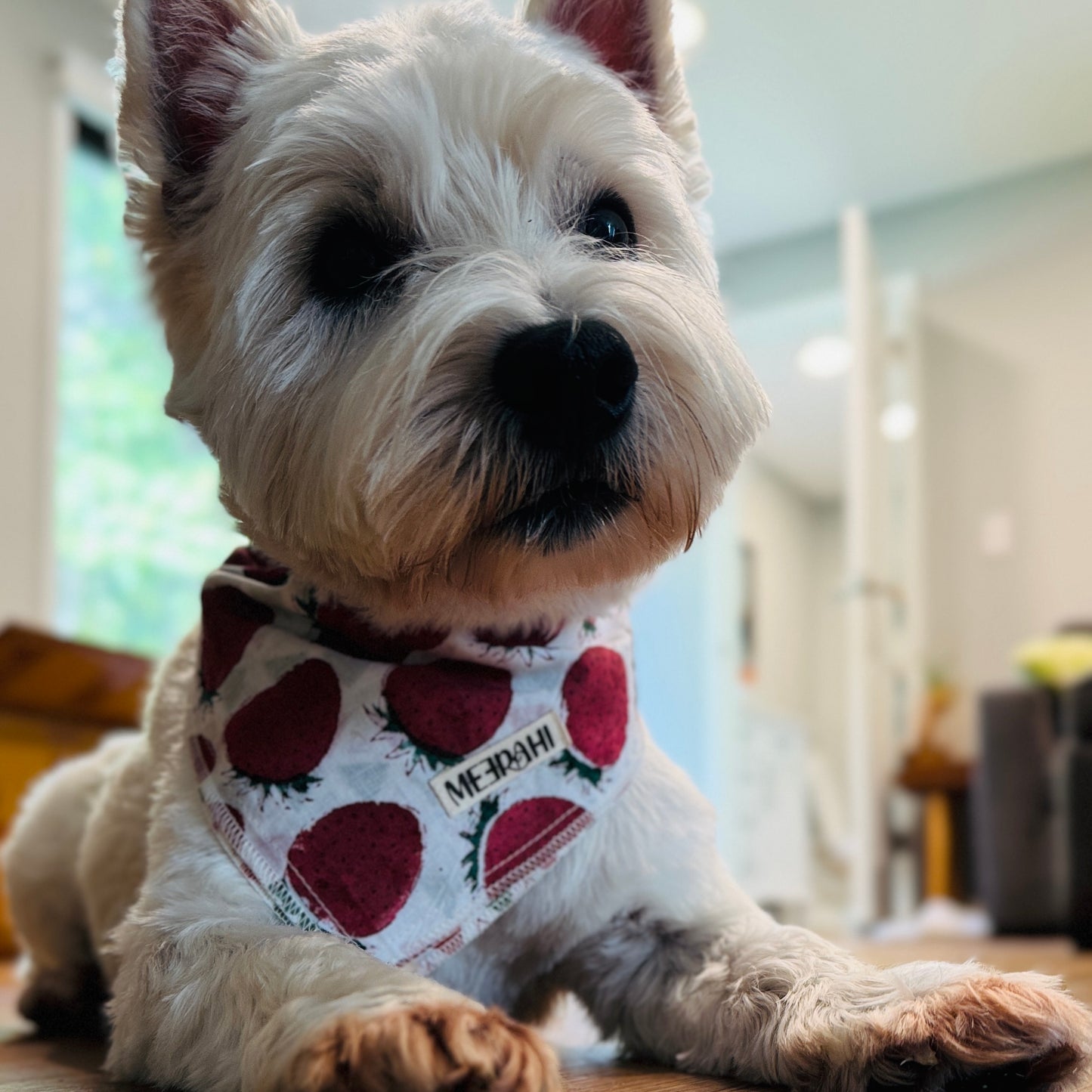 Reversible Matching Holiday Pet Scarf - Dog Bandana