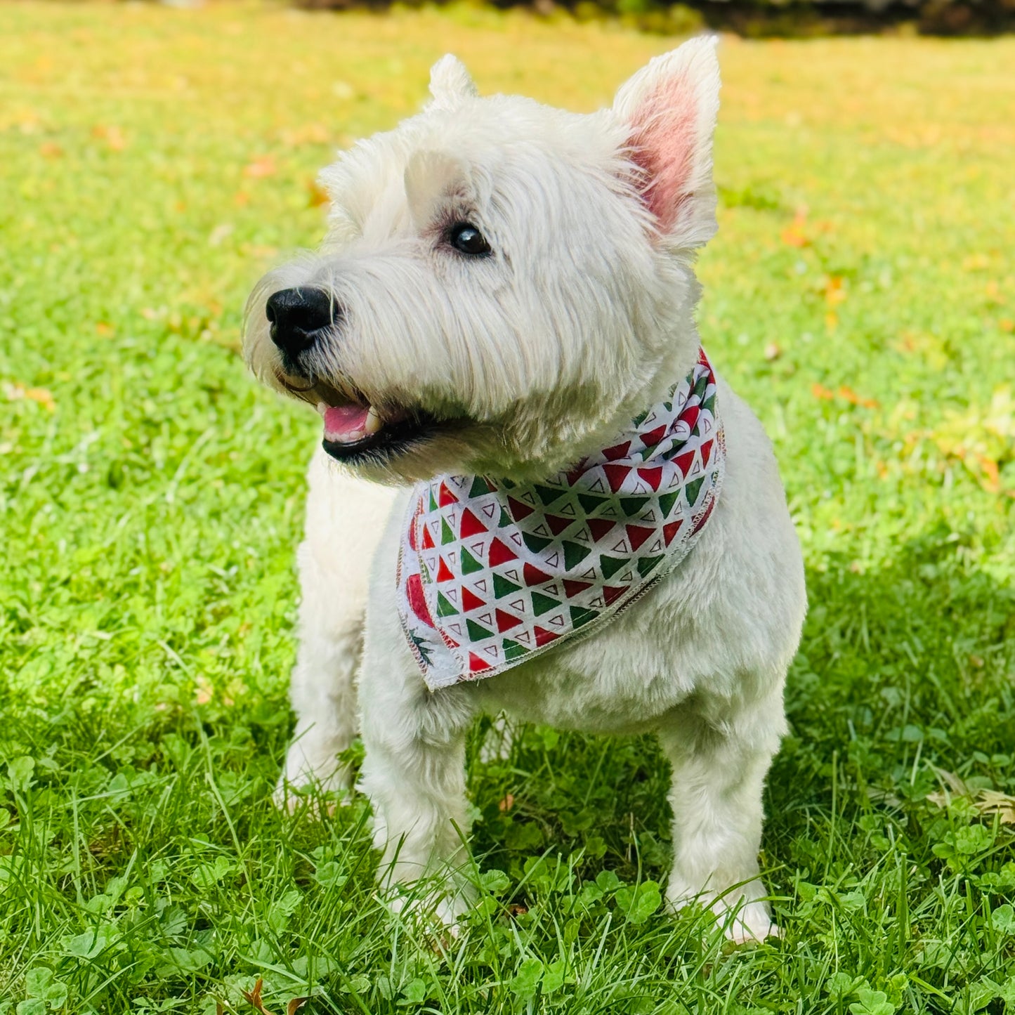 Reversible Matching Holiday Pet Scarf - Dog Bandana