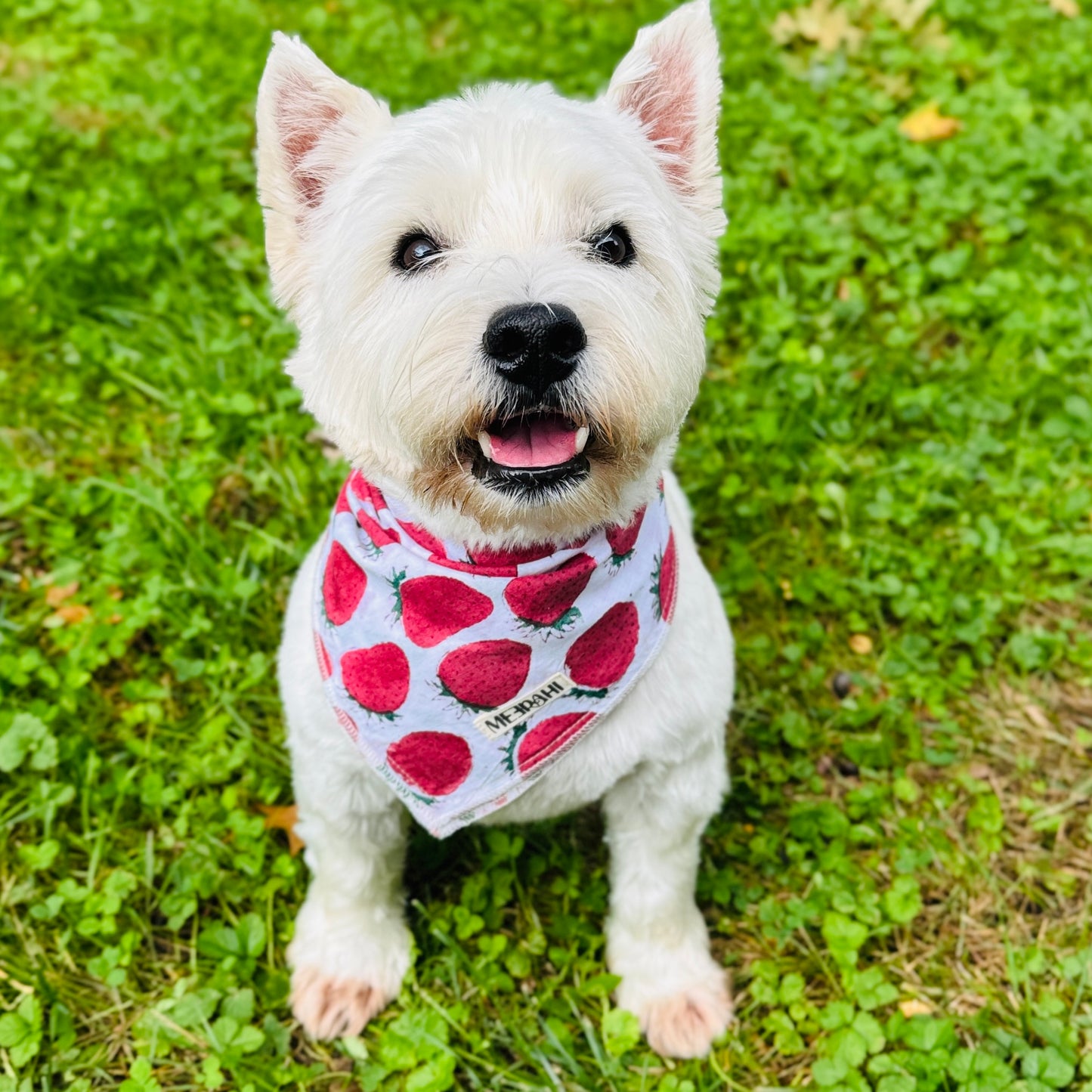 Reversible Matching Holiday Pet Scarf - Dog Bandana